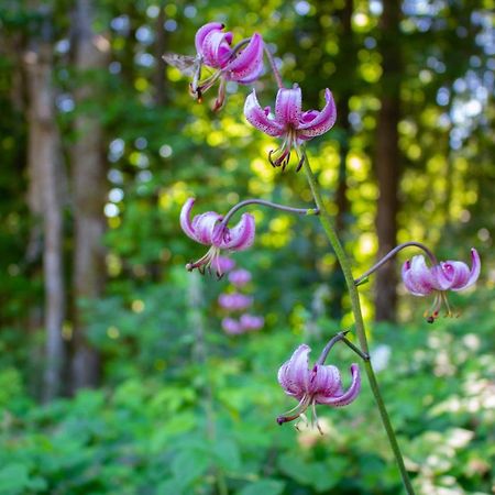 Ferienhaus Ploeckenstein Schwarzenberg am Bohmerwald Eksteriør billede