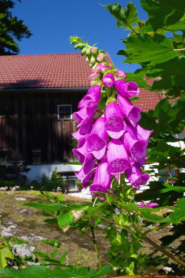 Ferienhaus Ploeckenstein Schwarzenberg am Bohmerwald Eksteriør billede