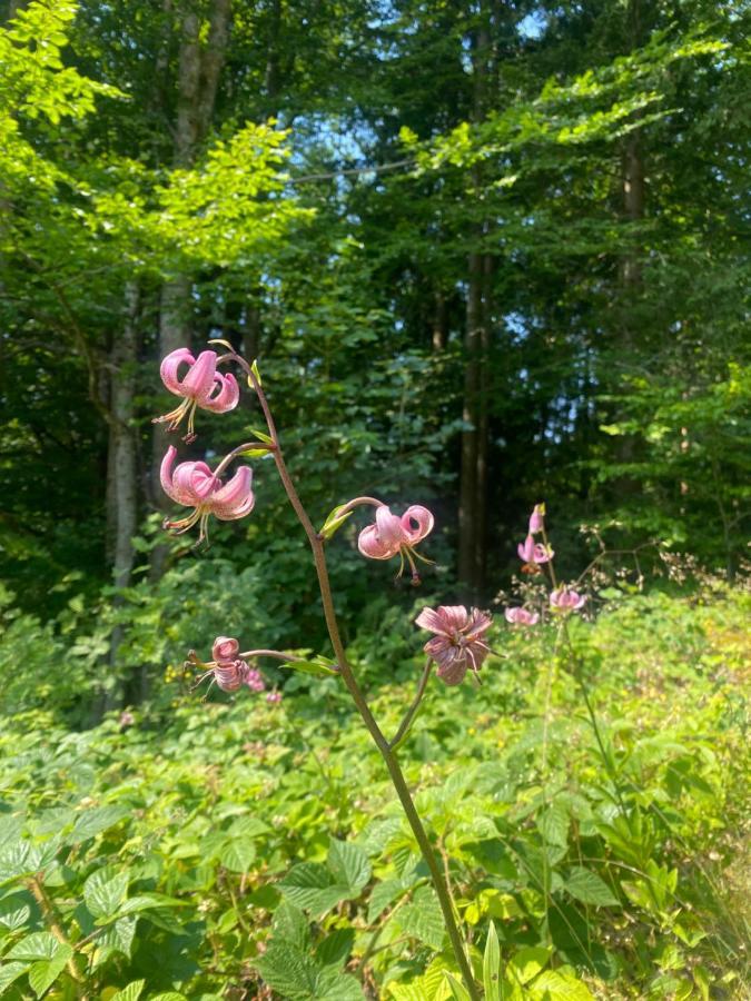 Ferienhaus Ploeckenstein Schwarzenberg am Bohmerwald Eksteriør billede
