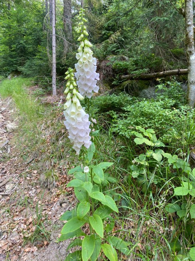 Ferienhaus Ploeckenstein Schwarzenberg am Bohmerwald Eksteriør billede